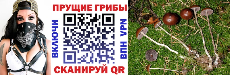Галлюциногенные грибы мицелий Купить Касли